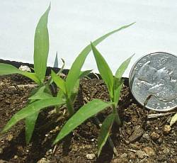 Crabgrass seedlings