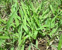 Crabgrass Pictures For All Stages Of Growth