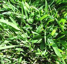 Crabgrass Pictures For All Stages Of Growth